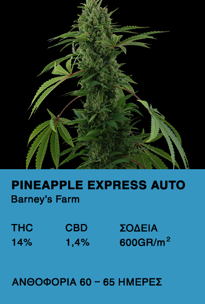 Pineapple Express Auto- Barney's Farm