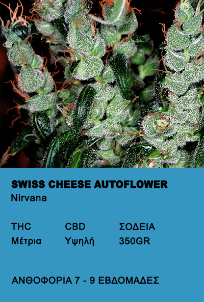 Swiss Cheese Autoflower