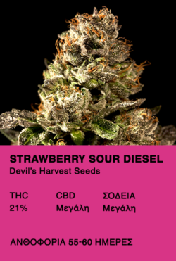 Strawberry Sour Diesel (SSD) - Devil's Harvest