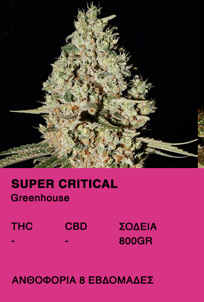 Super Critical - Greenhouse